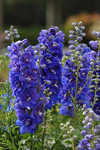 Foto de variedad de flores para ser usadas como: Maceta y planta de temporada Delphinium elatum Dasante Blue F1