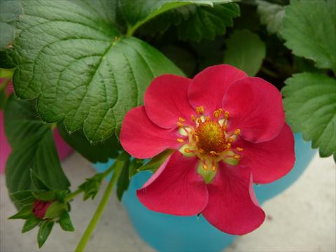 Foto de variedad de flores para ser usadas como: Maceta o Tarrina de colgar Fragaria Berty F1 Rosso