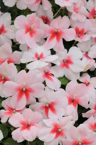 Foto de variedad de flores para ser usadas como: Maceta y planta de temporada Impatiens walleriana Raffael F1 Cherry Splash