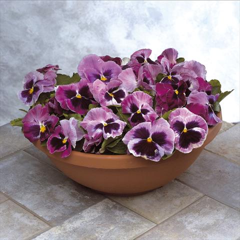 Foto de variedad de flores para ser usadas como: Maceta y planta de temporada Viola wittrockiana Power Rosalyn