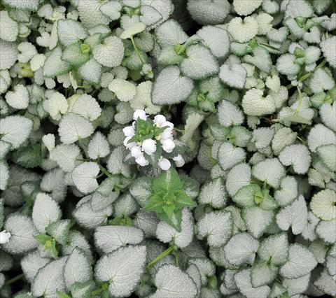 Foto de variedad de flores para ser usadas como: Planta de temporada / borde del macizo Lamium White Nancy