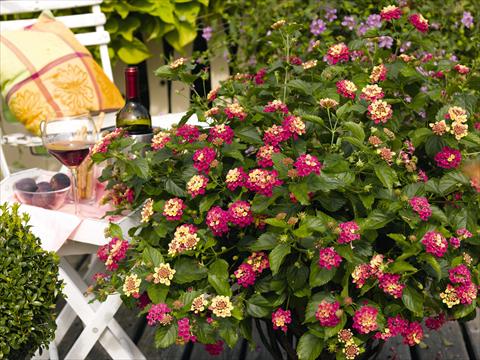 Foto de variedad de flores para ser usadas como: Maceta o Tarrina de colgar Lantana camara Pink Bird pink yellow