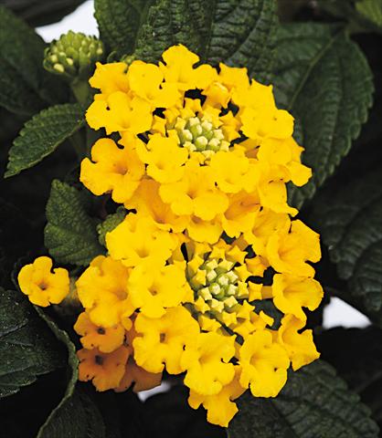 Foto de variedad de flores para ser usadas como: Maceta o Tarrina de colgar Lantana camara Starfruit yellow