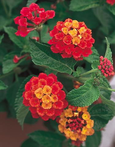 Foto de variedad de flores para ser usadas como: Maceta o Tarrina de colgar Lantana camara Dallas Red red orange