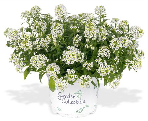 Foto de variedad de flores para ser usadas como: Maceta y planta de temporada Lobularia maritima Silver Stream white