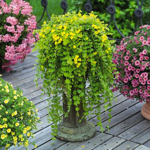Foto de variedad de flores para ser usadas como: Planta de temporada / borde del macizo Lysimachia congestifolia Goldilocks