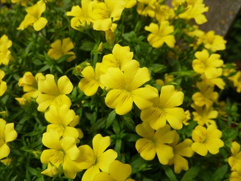 Foto de variedad de flores para ser usadas como: Maceta o Tarrina de colgar Mecardonia Magic Carpet Yellow