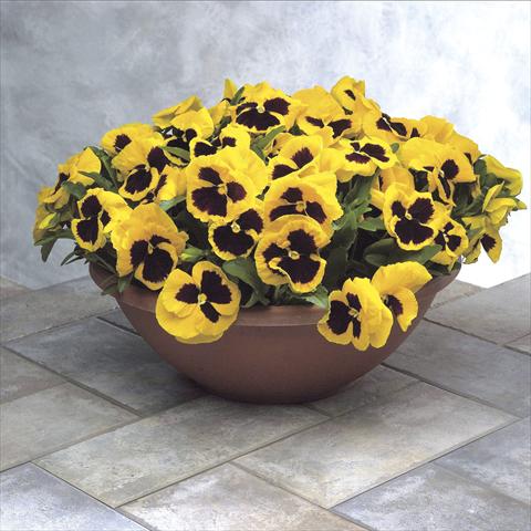 Foto de variedad de flores para ser usadas como: Maceta y planta de temporada Viola wittrockiana Power Yellow w blotch