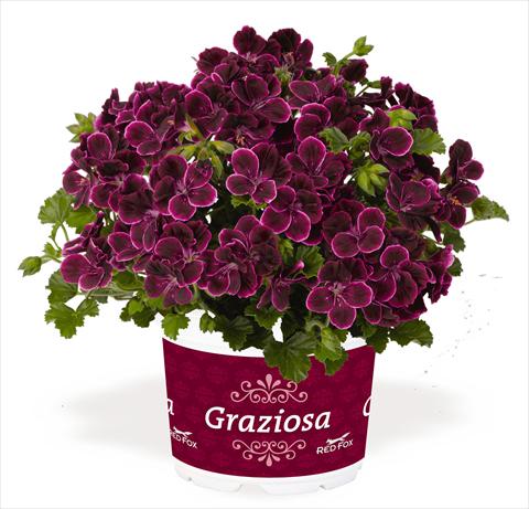 Foto de variedad de flores para ser usadas como: Patio, Maceta Pelargonium interspec. RED FOX Graziosa Piccola Merlot wine red pink edge