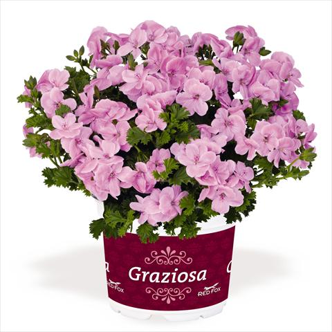 Foto de variedad de flores para ser usadas como: Patio, Maceta Pelargonium interspec. RED FOX Graziosa Piccola Soft Pink
