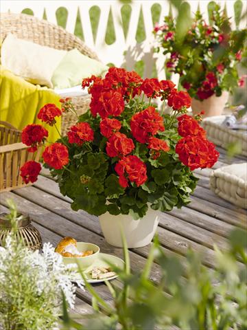 Foto de variedad de flores para ser usadas como: Maceta o Tarrina de colgar Pelargonium zonale RED FOX Green Series Andria