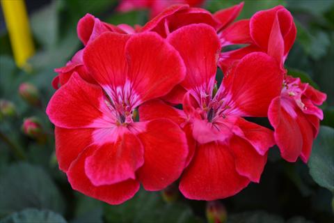 Foto de variedad de flores para ser usadas como: Maceta o Tarrina de colgar Pelargonium zonale RED FOX TexMex Ruby 2013 ruby red pink edge