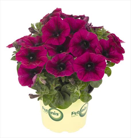 Foto de variedad de flores para ser usadas como: Maceta, planta de temporada, patio Petunia RED FOX Potunia® Deep Purple 2013 intense purple