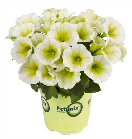 Foto de variedad de flores para ser usadas como: Maceta, planta de temporada, patio Petunia RED FOX Potunia® Piccola Lemon Drop white yellow center