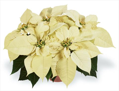 Foto de variedad de flores para ser usadas como: Maceta Poinsettia - Euphorbia pulcherrima RED FOX Families Premium White