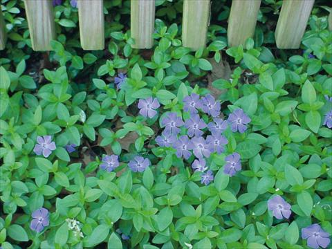 Foto de variedad de flores para ser usadas como: Maceta y planta de temporada Catharanthus roseus - Vinca Vinca Minor