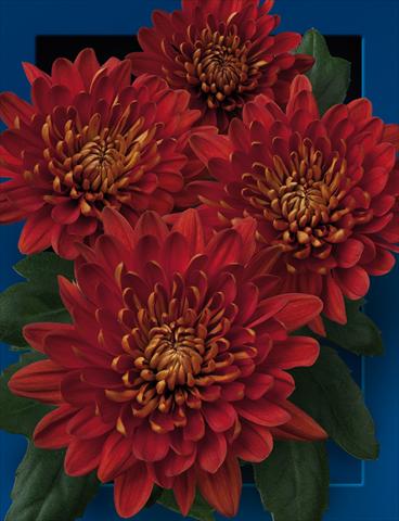 Foto de variedad de flores para ser usadas como: Maceta y planta de temporada Chrysanthemum Charmena