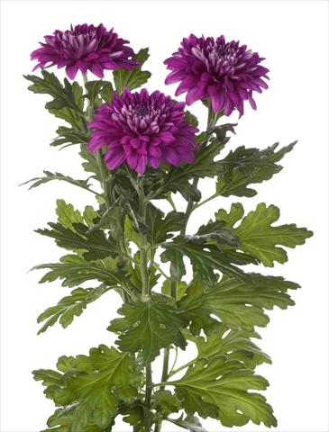 Foto de variedad de flores para ser usadas como: Maceta y planta de temporada Chrysanthemum Desna Dark