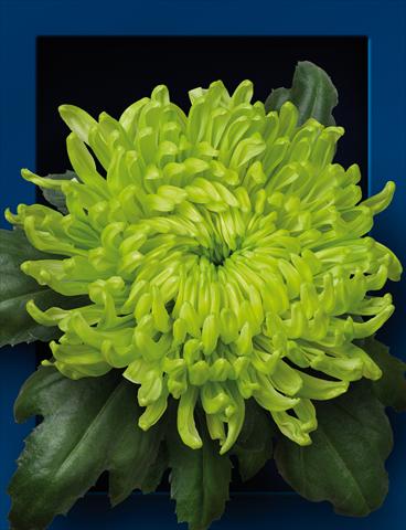 Foto de variedad de flores para ser usadas como: Maceta y planta de temporada Chrysanthemum Globe Green