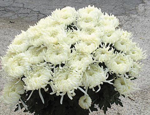 Foto de variedad de flores para ser usadas como: Maceta y planta de temporada Chrysanthemum Paride
