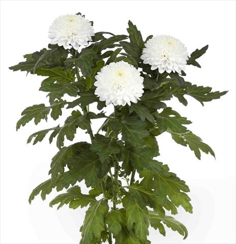 Foto de variedad de flores para ser usadas como: Maceta y planta de temporada Chrysanthemum Valor