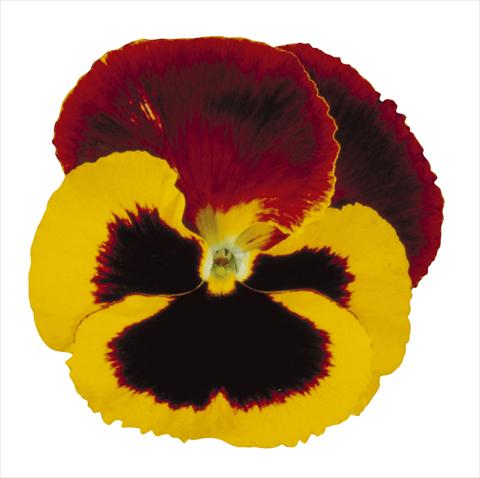 Foto de variedad de flores para ser usadas como: Maceta y planta de temporada Viola wittrockiana Super Majestic Giants Red Cap