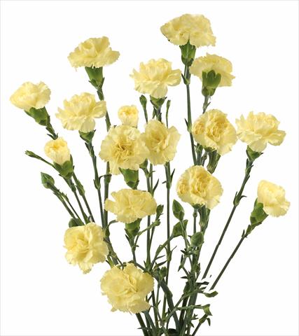 Foto de variedad de flores para ser usadas como: Flor cortada Dianthus caryophyllus Sven