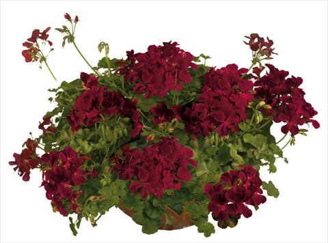 Foto de variedad de flores para ser usadas como: Maceta, patio, Tarrina de colgar Pelargonium peltatum Joker Burgundy