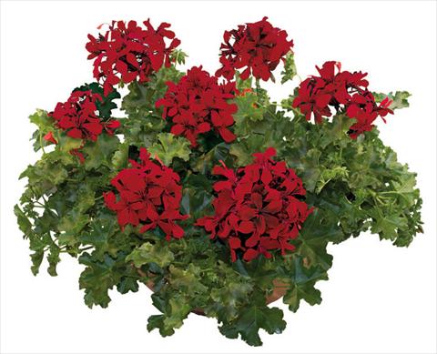 Foto de variedad de flores para ser usadas como: Maceta, patio, Tarrina de colgar Pelargonium peltatum Joker Dark Red