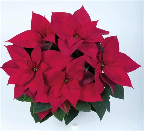 Foto de variedad de flores para ser usadas como: Maceta Poinsettia - Euphorbia pulcherrima RE-AL® Red