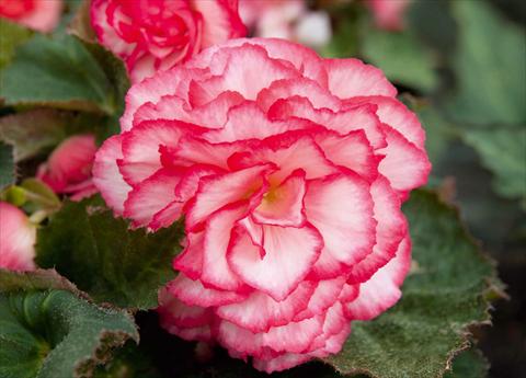 Foto de variedad de flores para ser usadas como: Maceta, planta de temporada, patio Begonia tuberhybrida NonStop® Rose Petticoat Improved