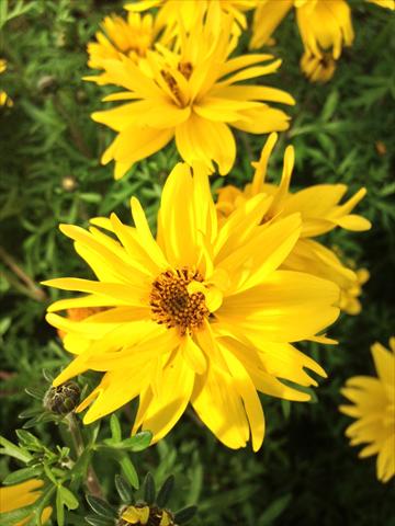 Foto de variedad de flores para ser usadas como: Maceta, planta de temporada, patio Bidens ferulifolia Bee Super Joy