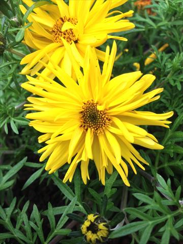Foto de variedad de flores para ser usadas como: Maceta, planta de temporada, patio Bidens ferulifolia Bee Super Spider