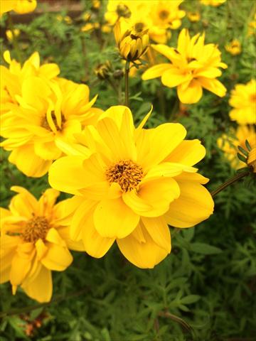 Foto de variedad de flores para ser usadas como: Maceta, planta de temporada, patio Bidens ferulifolia Bee Super Sun