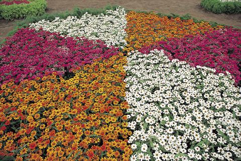 Foto de variedad de flores para ser usadas como: Planta de temporada / borde del macizo Zinnia interspecifica Profusion Miscuglio