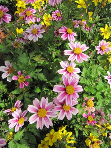 Foto de variedad de flores para ser usadas como: Maceta, planta de temporada, patio Bidens ferulifolia Pirates Dawn Star