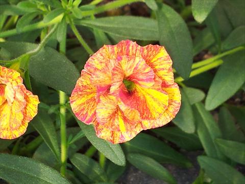 Foto de variedad de flores para ser usadas como: Maceta, planta de temporada, patio Calibrachoa Caloha Double Terracotta