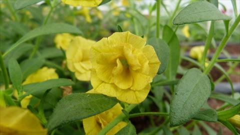 Foto de variedad de flores para ser usadas como: Maceta, planta de temporada, patio Calibrachoa Caloha Double Yellow