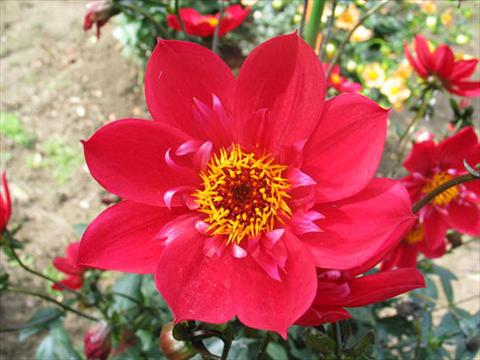 Foto de variedad de flores para ser usadas como: Maceta y planta de temporada Dahlia Dream Catcher