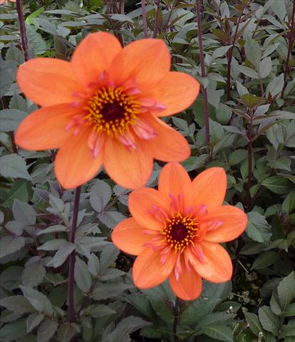 Foto de variedad de flores para ser usadas como: Maceta y planta de temporada Dahlia Dream Seeker