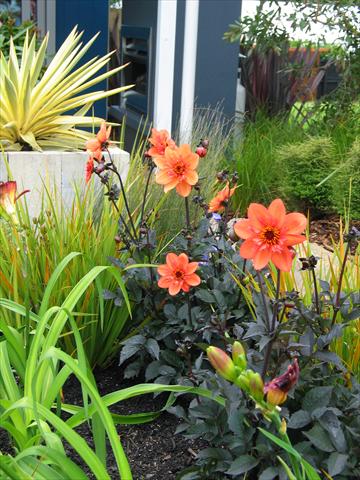 Foto de variedad de flores para ser usadas como: Maceta y planta de temporada Dahlia Mystic Garden
