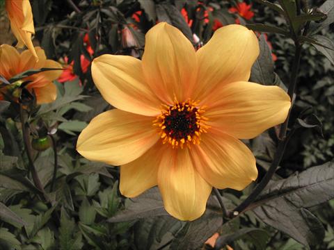 Foto de variedad de flores para ser usadas como: Maceta y planta de temporada Dahlia Mystic Spirit