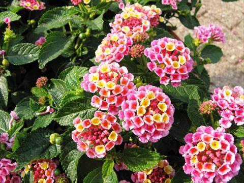 Foto de variedad de flores para ser usadas como: Maceta o Tarrina de colgar Lantana camara Evita Pink
