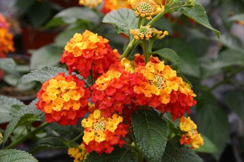 Foto de variedad de flores para ser usadas como: Maceta o Tarrina de colgar Lantana camara Evita Red LR