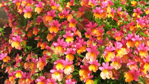 Foto de variedad de flores para ser usadas como: Tarrina de colgar / Maceta Nemesia Spicy Bicolor Orange Rose