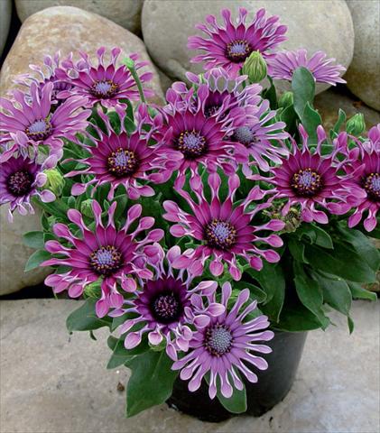 Foto de variedad de flores para ser usadas como: Maceta y planta de temporada Osteospermum Astra Purple Spoon
