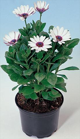 Foto de variedad de flores para ser usadas como: Maceta y planta de temporada Osteospermum Astra White