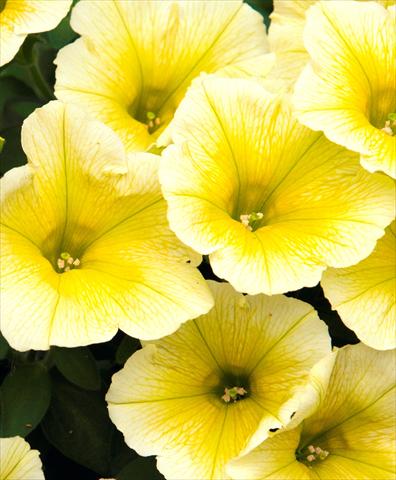 Foto de variedad de flores para ser usadas como: Maceta, planta de temporada, patio Petunia Bingo Sun
