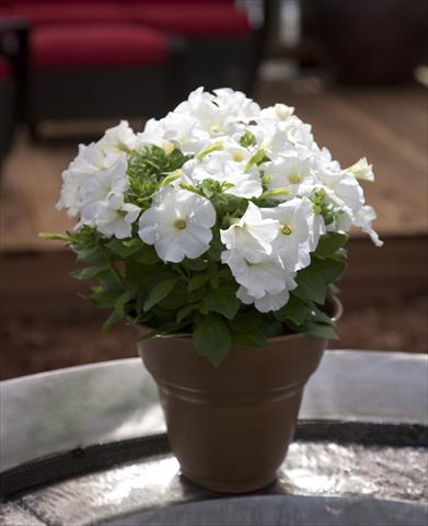 Foto de variedad de flores para ser usadas como: Maceta, planta de temporada, patio Petunia Bingo White