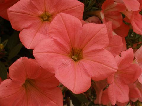Foto de variedad de flores para ser usadas como: Maceta, planta de temporada, patio Petunia Happy® Coral